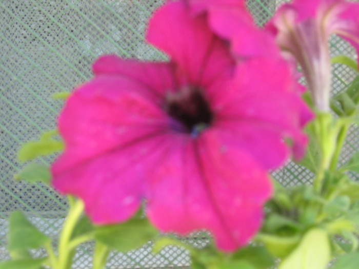 IMG_3884; petunie
