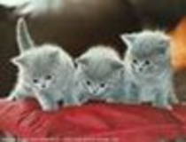 avatar pisicute 13612