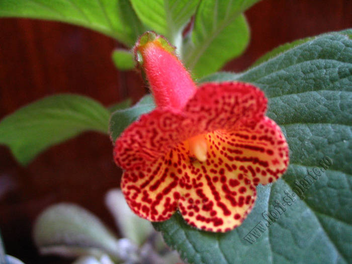 Kohleria Carl 2