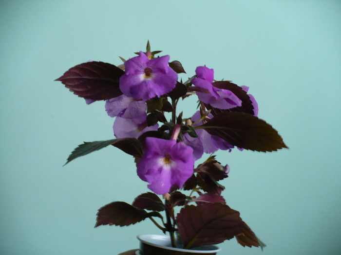 P1160276