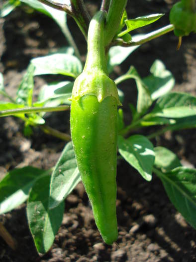 Piccante di Cayenna (2009, June 09) - Piccante di Cayenna Pepper