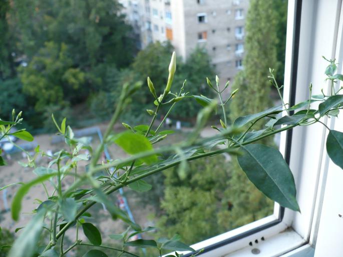 boboci de Jasmin - Alte plante