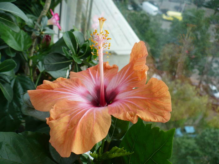 P1140388