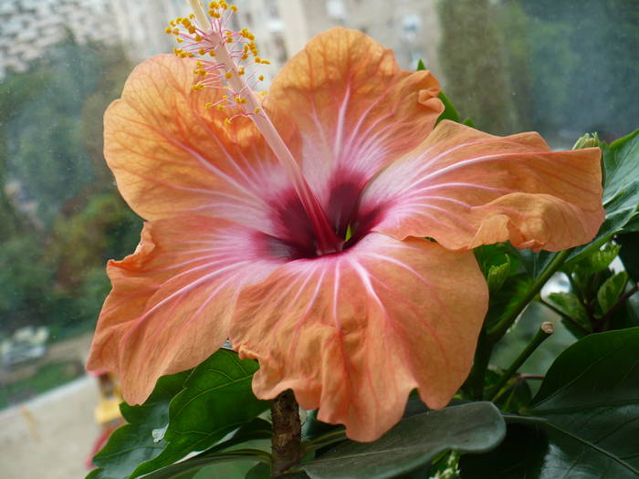 P1140387