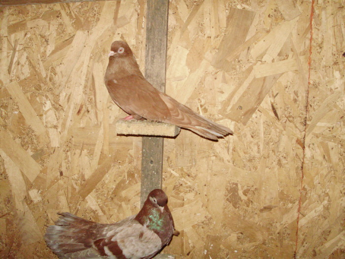 P9061575 - 1770 Serban Carciu