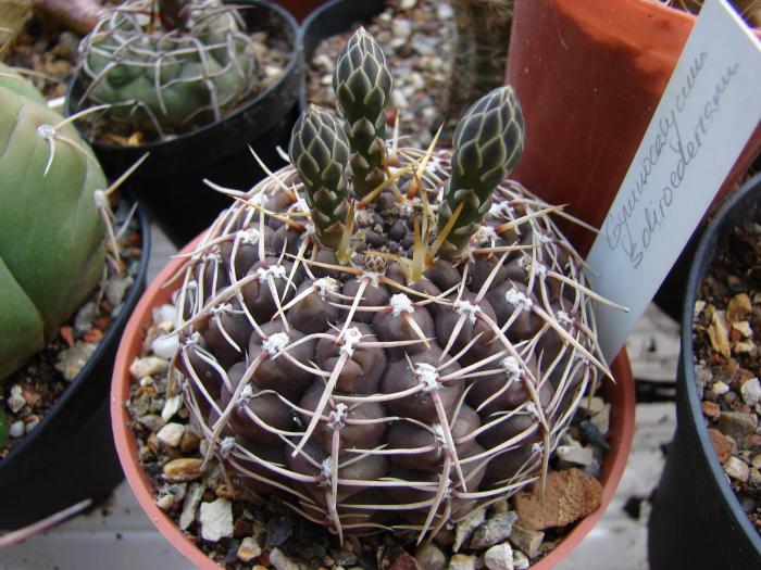 Gymnocalycium schroederianum - Cactusi la Mangalia