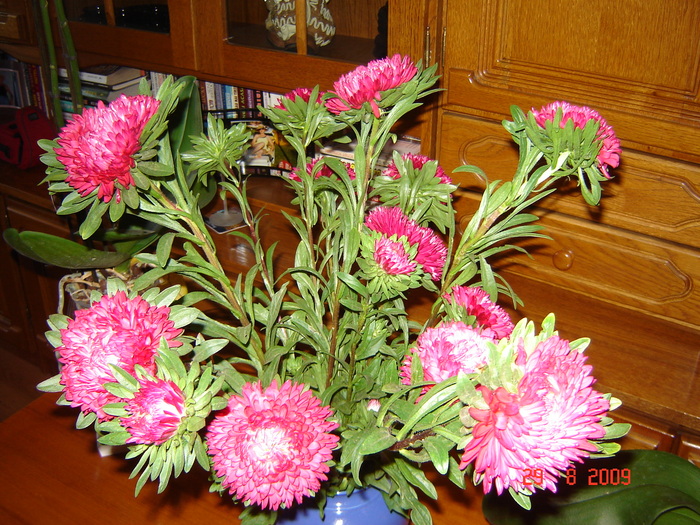 DSC02655 - flori