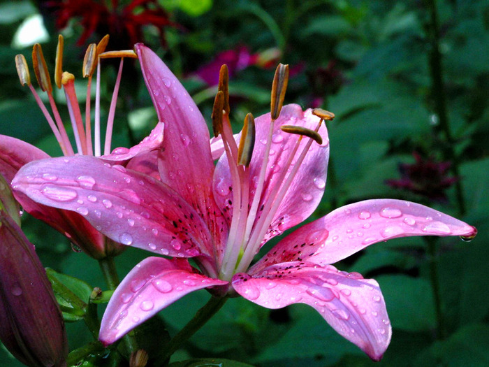 pretty_flower,_pink_lily - Flower