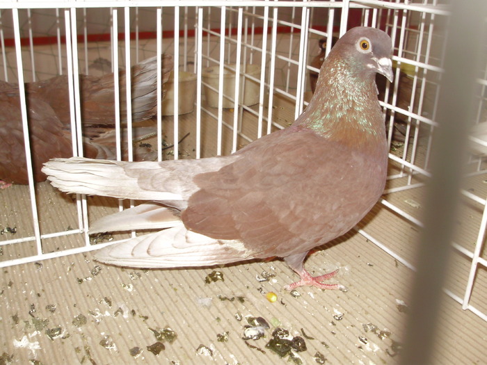 rosu tgv 1