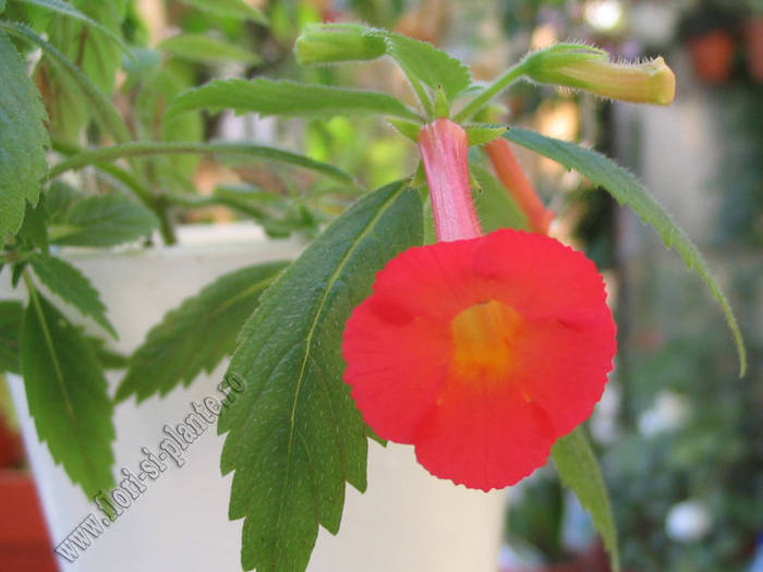 Achimenes Summer Sunset 2