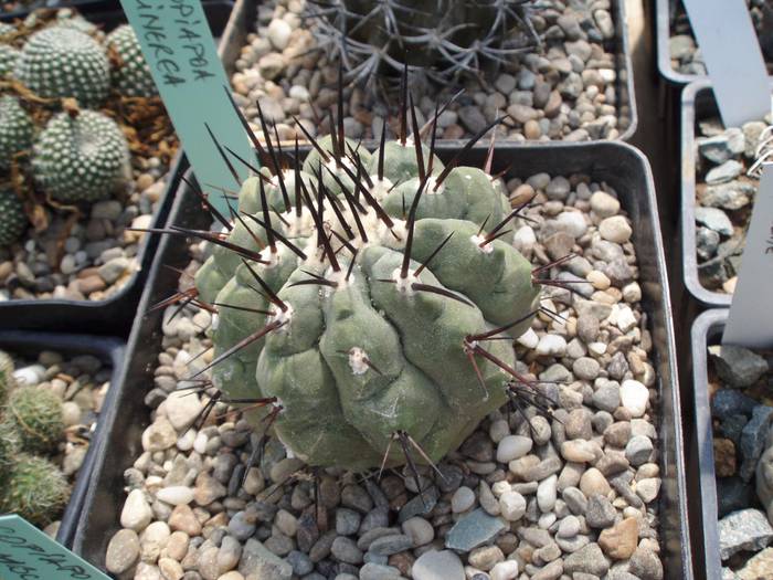 Copiapoa cinerea