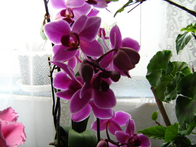 IMG_0479 - Orhidee in 2008