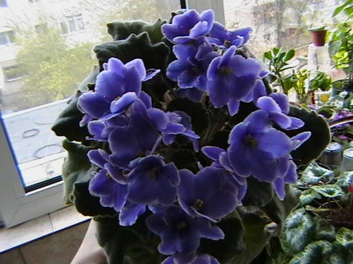 26.11 - violete 2009