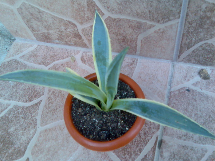 agave americana fma. variegata - cactusi si suculente-2009