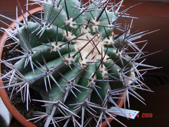 Echinocactus ingens - 2008