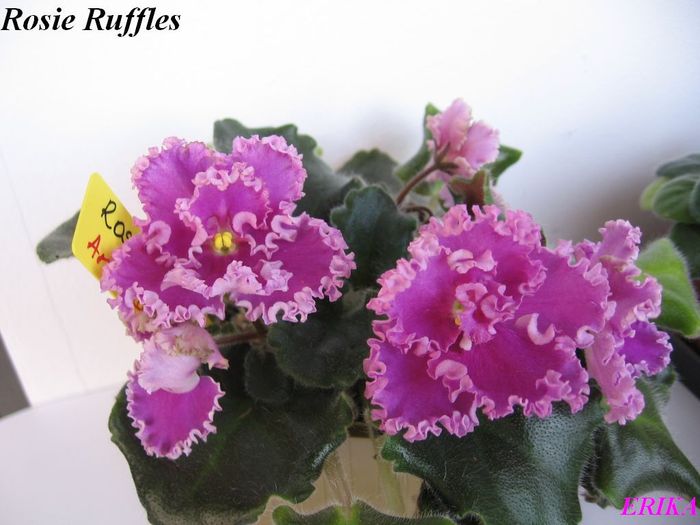 Rosie Ruffles 2009 - Violete de colectie