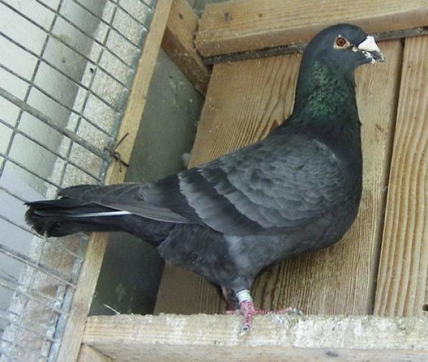 Porumbel Spread heterozigot recessive opal 