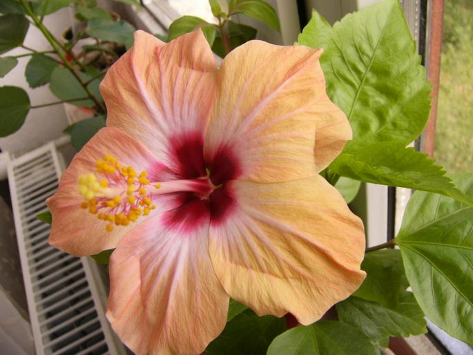 Hibiscus rosa sinensis