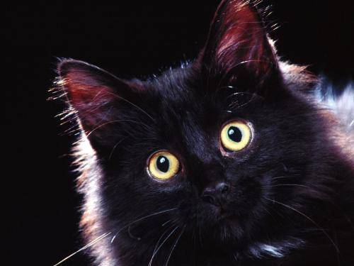 Domestic Longhair Poze Pisici Imagini Pisicute Wallpapers - pisici