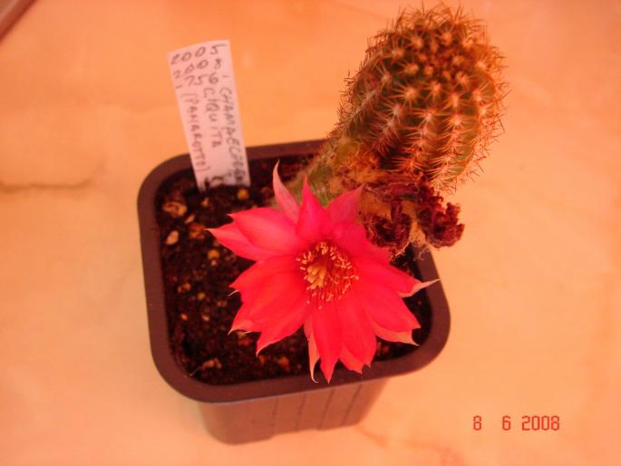 Chamaecereus ciquita