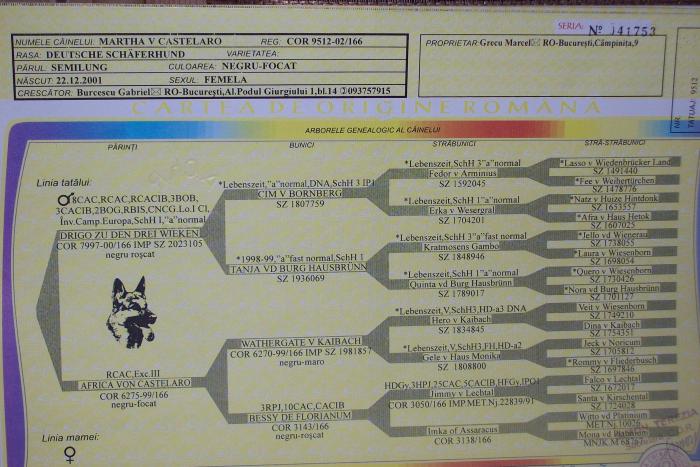 MARTHA del Castelaro - pedigree