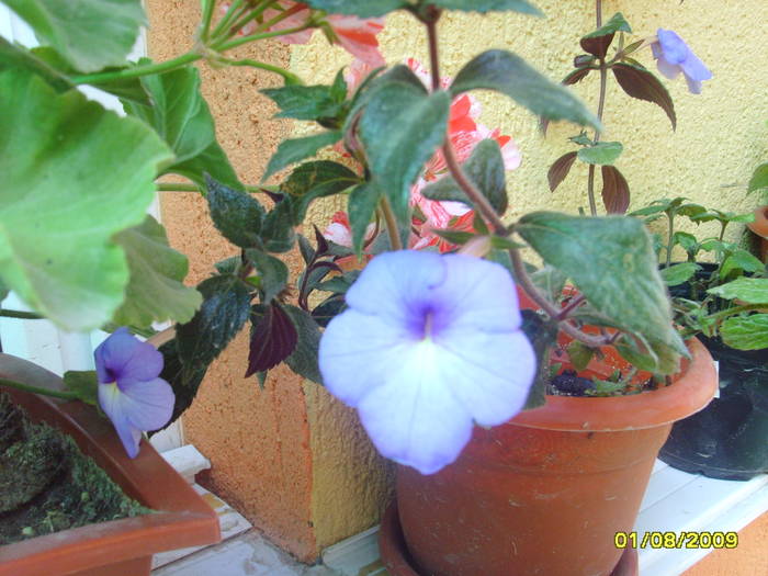 Picture 301 - achimenes