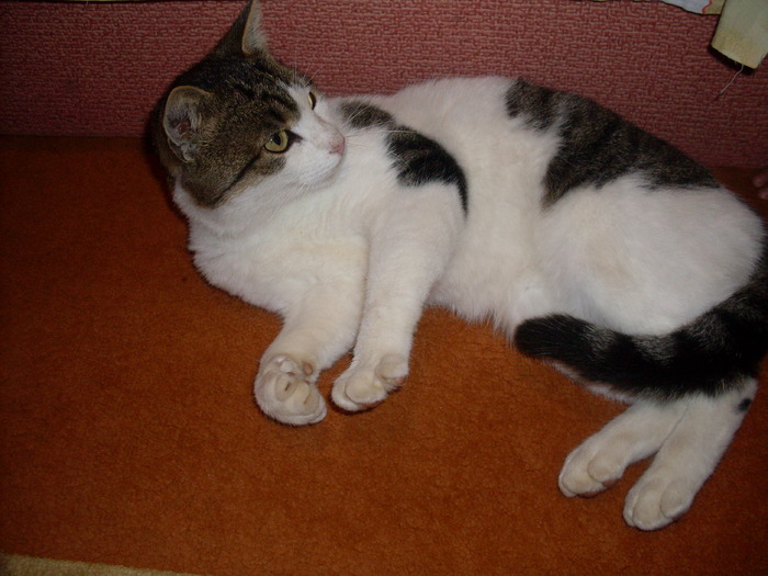 SDC11297; se uita mirat la tv
