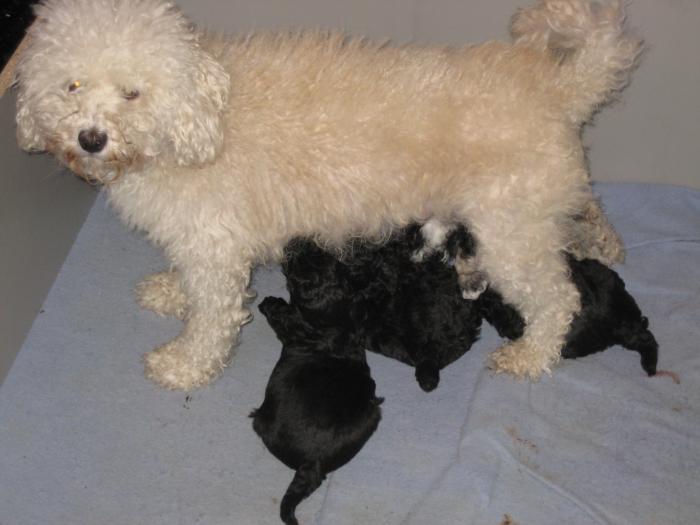 Dupa 29 zile - Cateii