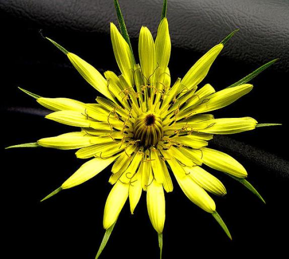 ai132386n444190 - animale si flori