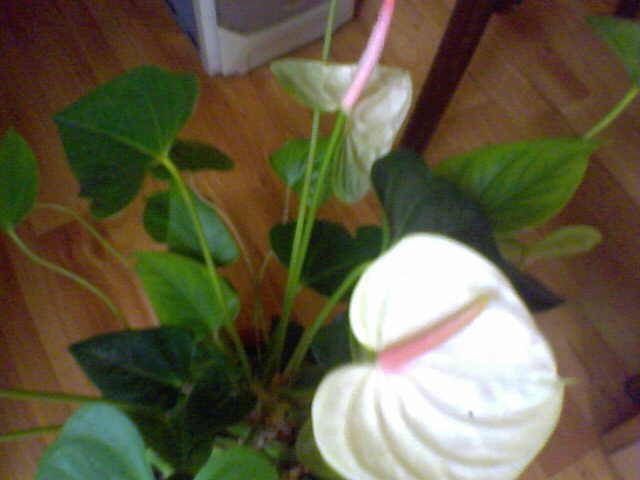Anthurium alb - flori dragi