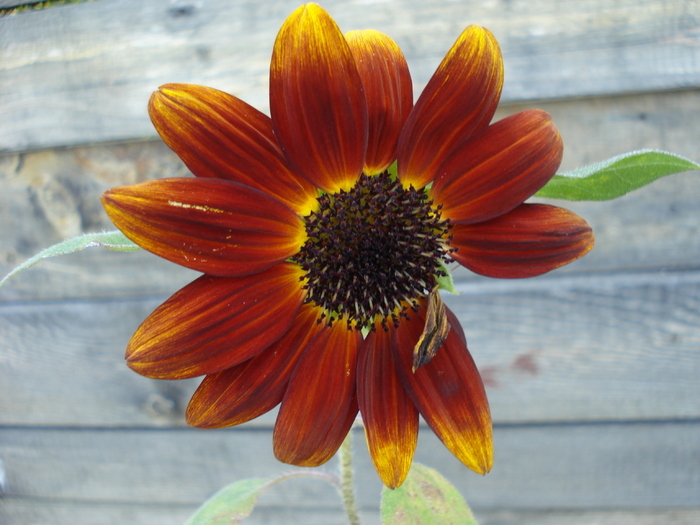 Sunflower Moulin Rouge (2009, Aug.18)