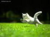 avatar pisicute 28973