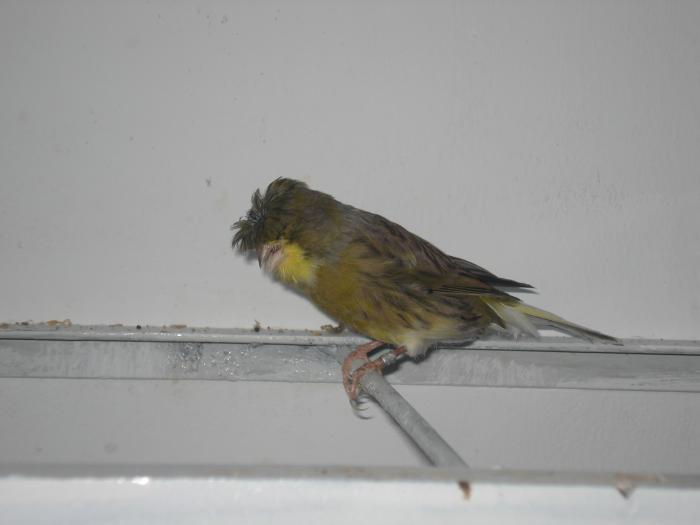 DSC00465 - canari