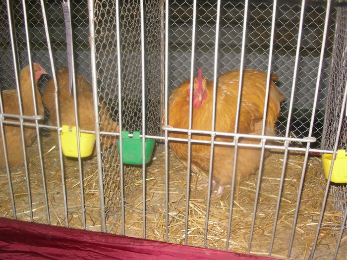 SANY0262 - poze expo 2009