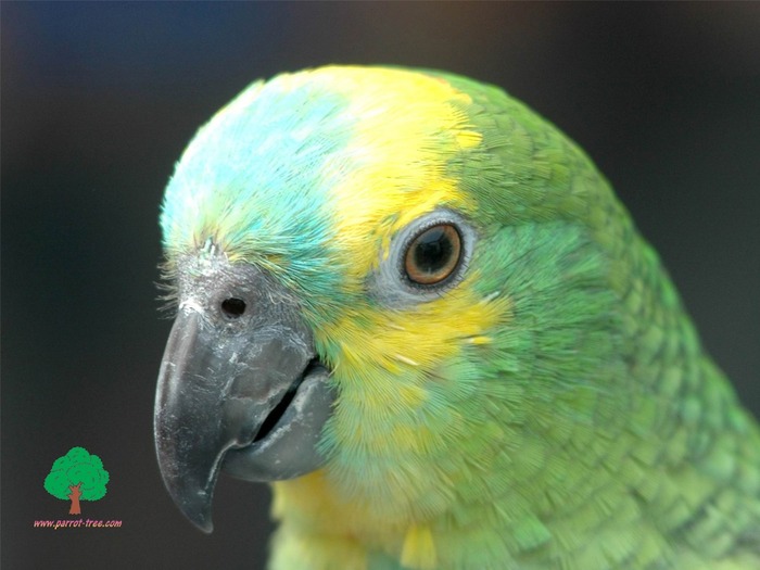 Wallpapers - Parrots - 40 - PAPAGALI