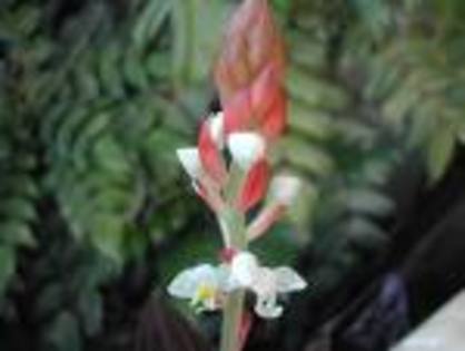 images[8] - orhidee ludisia