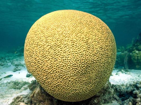 braincoral - wallpaper