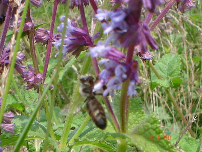 DSC05981 - ALBINUTZELE MELE