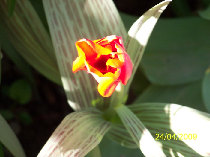 100_1117 - Primavara in curte  Timisoara