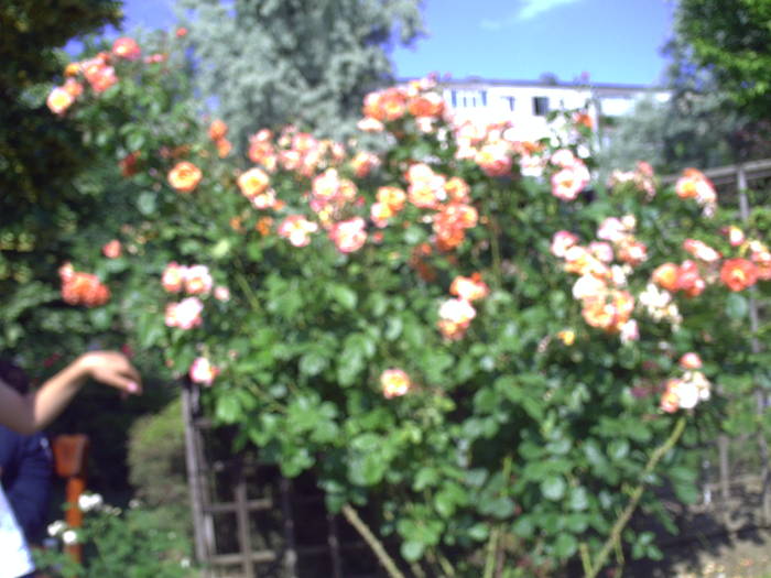 PICT0160 - EXCURSIE  in DELTA