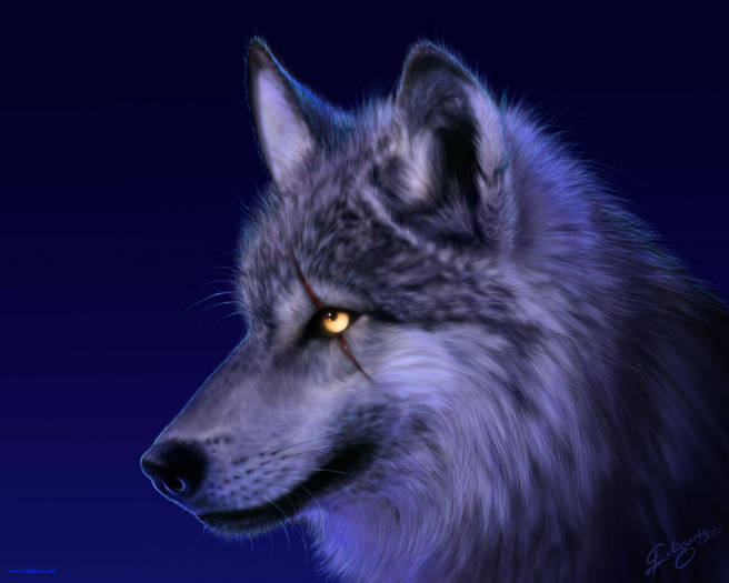 Wolf_ 1 - Wolf