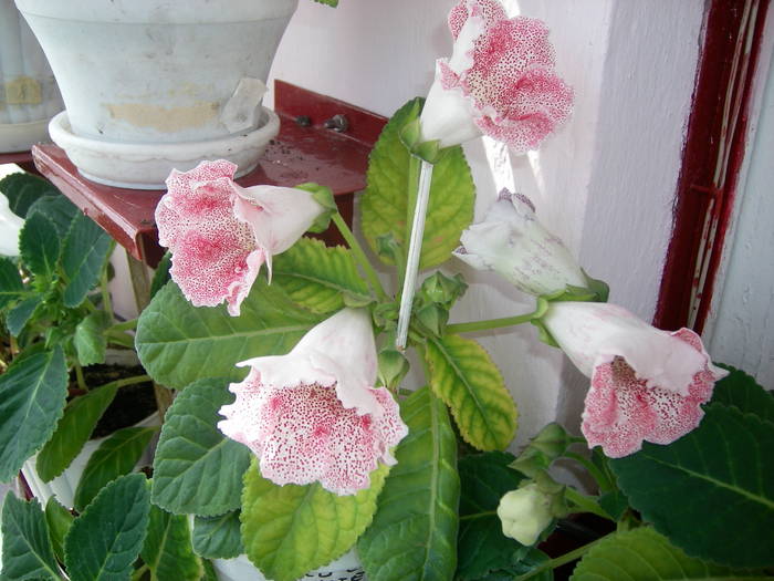 Gloxinie alba cu puncte rosii (Tigrina red)