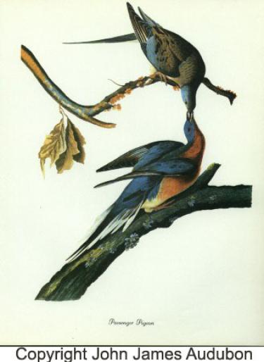 passpig_audubon - Porumbei salbatici