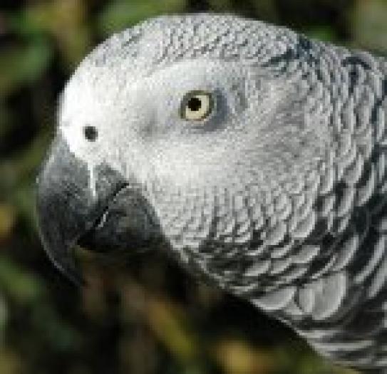 35_grey-parrot
