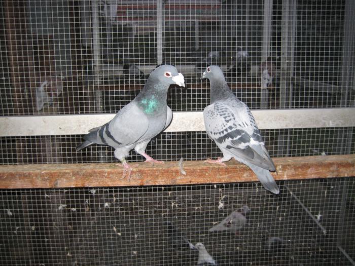 Perechea l.2 Hub Hendrix+Janssen