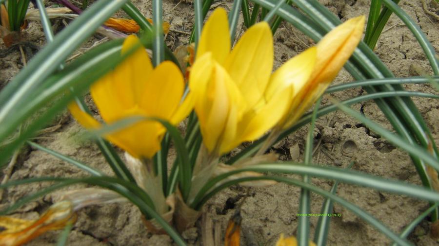 Crocus