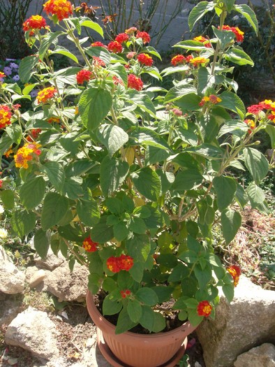 Lantana - Septembrie 2010