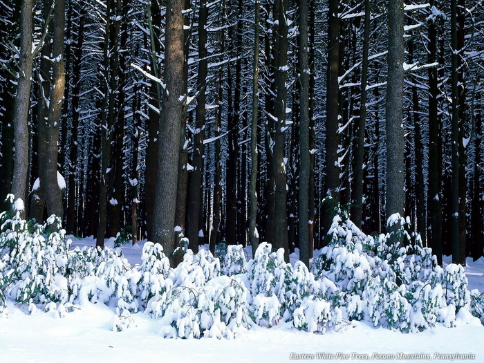 Christmas Wallpapers (312)