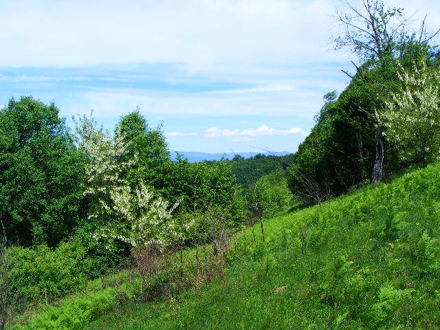DSCF0555