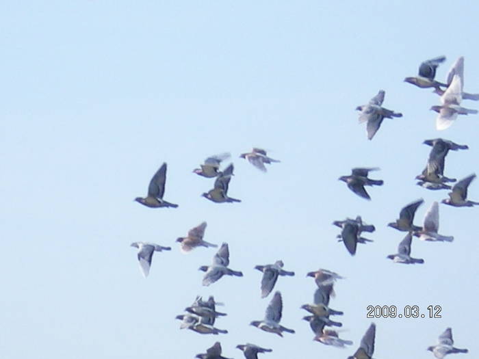 49 - porumbei Mihai si Gigi